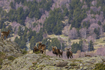Muflones de los Pirineos