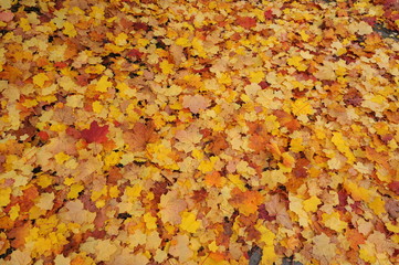 Ahornlaub im Herbst