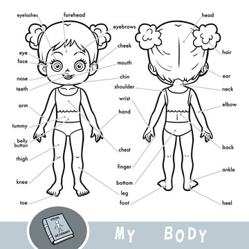 536 Best Body Parts Name Images Stock Photos Vectors Adobe Stock