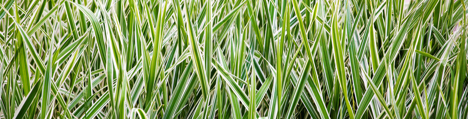 .Green juicy striped grass  on a summer day. Panoramic background..