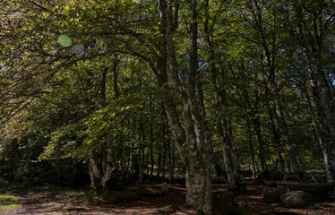 Source du Brameloup à Prades-d'Aubrac, Aveyron, France