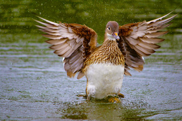 Mallard wild duck, Anas platyrhynchos, female, Hyde Park