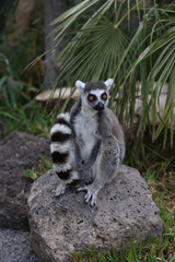Fototapeta premium Lemur small funny animal mammal Africa Madagascar
