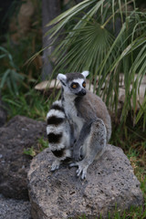 Lemur small funny animal mammal Africa Madagascar