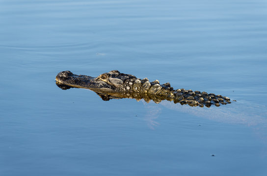 Alligator d'Amérique, Alligator mississippiensis, Parc national des Everglades, Floride, Etats Unis
