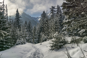 Winter forest in the High Tatra Mountains. Poland.