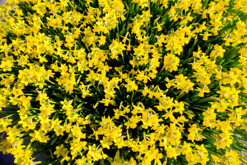 The first spring flowers yellow daffodils. Spring background.