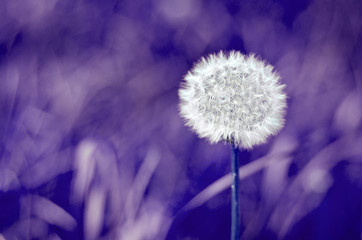 Obraz premium Blurred selective focus of white dandelion on ultra violet background trend year color space for text nature toned purple