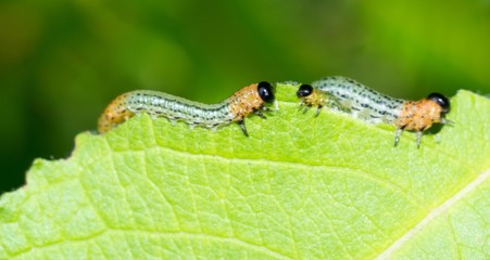 drei Larven/ Afterraupen/ Raupen der Weidenblattwespe (Nematus salicis; Pteronus salicis), auch Braungelbe Weidenblattwespe fressen an Weidenblatt (Salix), Niedersachsen, Deutschland, Europa 