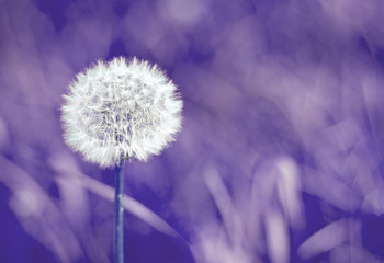 Blurred selective focus of white dandelion on ultra violet background trend year color space for text nature toned purple