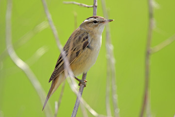 Single Sedge Warbler bird on a tree branch during a spring nesting period