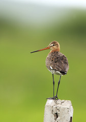 Single Black-tailed Godwit bird on a fence stick during a spring period