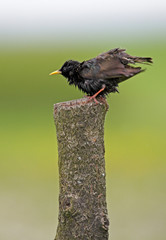 Single Common Starling bird on a fence stick during a spring period
