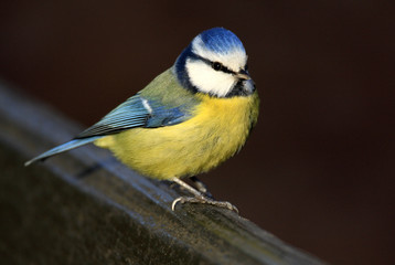 Single Blue Tit bird on a fence during a spring period © Art Media Factory