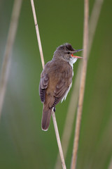 Single Great Reed Warbler on a reed stem during a spring period