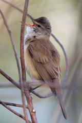Single Great Reed Warbler on a tree branch during a spring period