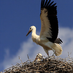 White Stork birds on a nest during the spring nesting period