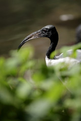 Single Sacred Ibis bird in zoological garden