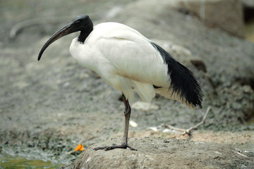 Single Sacred Ibis bird in zoological garden