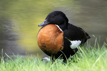 Single Australian Shelduck bird on grassy wetlands during a spring nesting period