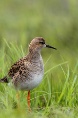 Single Ruff bird on grassy wetlands during a spring nesting period