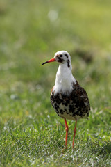 Single Ruff bird on grassy wetlands during a spring nesting period