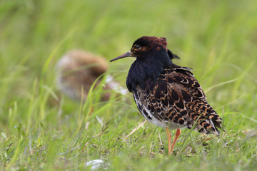 Single Ruff bird on grassy wetlands during a spring nesting period