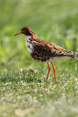 Single Ruff bird on grassy wetlands during a spring nesting period