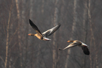 Pair of Greylag Goose birds in flight over grassy wetlands during a spring nesting period