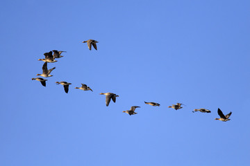 Flock of Greylag Goose birds in flight over grassy wetlands during a spring nesting period