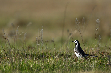 Obraz premium Single White wagtail bird on grassy wetlands during a spring nesting period