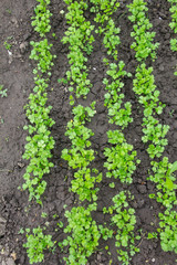 Young parsley grows in rows on a garden