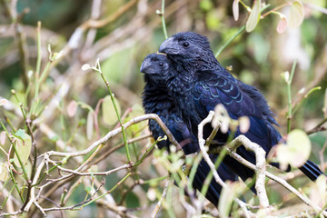 groove-billed ani  - Crotophaga sulcirostris