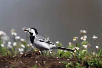 Single White wagtail bird on grassy wetlands during a spring nesting period