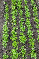 Young parsley grows in rows on a garden