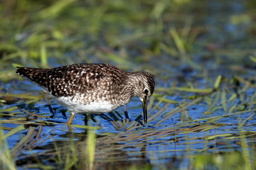 Single Wood sandpiper bird on grassy wetlands during a spring nesting period