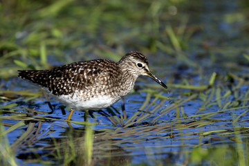 Single Wood sandpiper bird on grassy wetlands during a spring nesting period