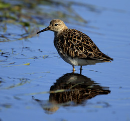 Single Wood sandpiper bird on grassy wetlands during a spring nesting period