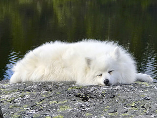 Fluffy sleeper in Norwegian mountains