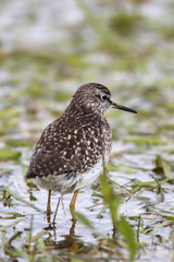 Single Wood sandpiper bird on grassy wetlands during a spring nesting period