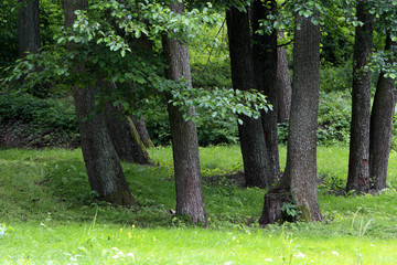 Wood landscape - forest in summer season by the Lampasz Lake in Masuria region in Poland