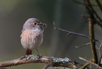 Single female Common Redstart bird on a tree branch during a spring nesting period