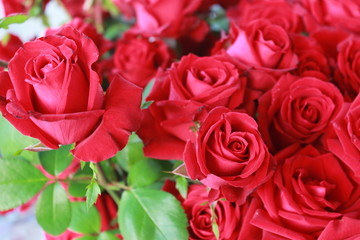 Close up of red roses