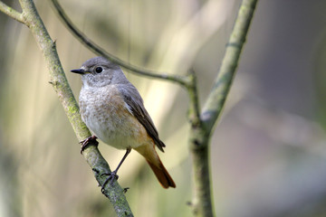 Single female Common Redstart bird on a tree branch during a spring nesting period