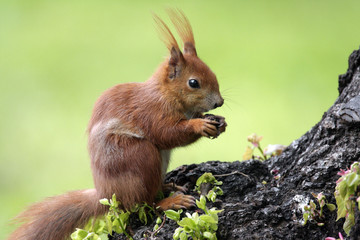 Naklejka na ściany i meble Single Red Squirrel on a tree branch in Poland forest during a spring period