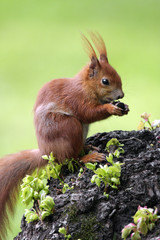 Naklejka na ściany i meble Single Red Squirrel on a tree branch in Poland forest during a spring period