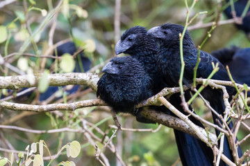 groove-billed ani  - Crotophaga sulcirostris