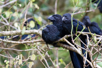 groove-billed ani  - Crotophaga sulcirostris