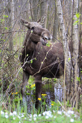 Single female Moose - Eurasian Elk – in a forest thicket near Biebrza river wetlands in Poland during a spring period