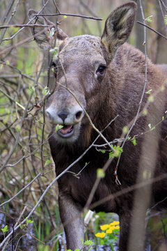 Single female Moose - Eurasian Elk &ndash; in a forest thicket near Biebrza river wetlands in Poland during a spring period